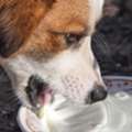 Can Dogs Drink Goat Milk Mixed With Water?