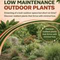 AUD 50,  Low Maintenance Outdoor Plants - Newport Native Nursery