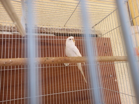 Khobar, Pet Supplies, SAR 80,  Red Eyes Female Bajri 80