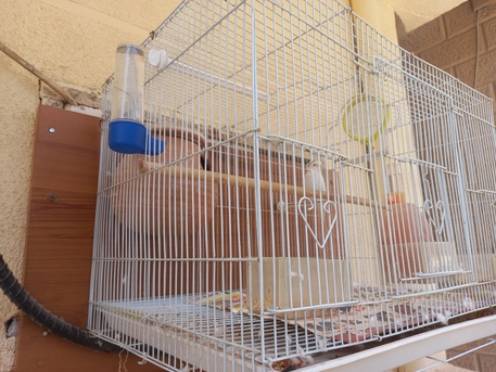 Khobar, Pet Supplies, SAR 80,  Red Eyes Female Bajri 80