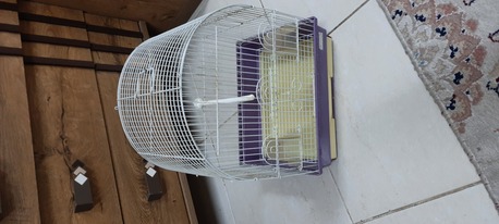 Khobar, Pet Supplies, SAR 80,  Red Eyes Female Bajri 80