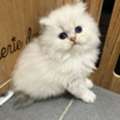 ZAR 2500,  Persian Kittens Available