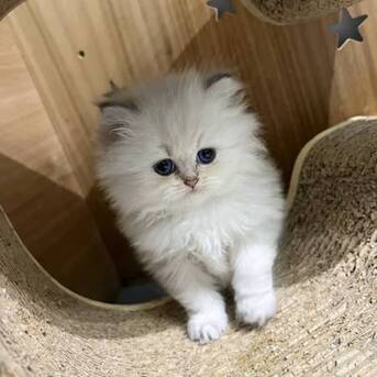 Cape Town, Pet Supplies, ZAR 2500,  Persian Kittens Available