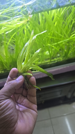 Jeddah, Pet Supplies, SAR 5,  Aquarium Natural Plants