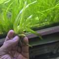 SAR 5,  Aquarium Natural Plants