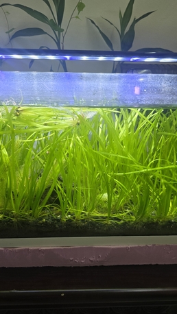 Jeddah, Pet Supplies, SAR 5,  Aquarium Natural Plants