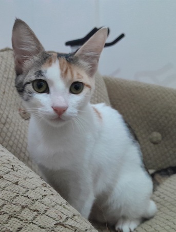 Jeddah, Pet Adoption, 🐾 5-Month-Old Female Kitten Looking For A Loving Home 🐾