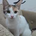 🐾 5-Month-Old Female Kitten Looking For A Loving Home 🐾