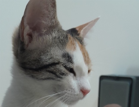 Jeddah, Pet Adoption, 🐾 5-Month-Old Female Kitten Looking For A Loving Home 🐾