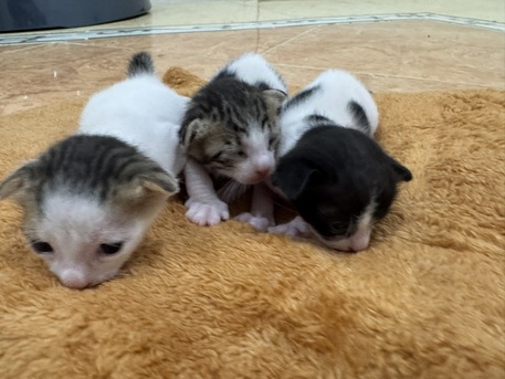 Jeddah, Pet Adoption, 🐾 Three Adorable Female Kittens Looking For A Loving Home 🐾