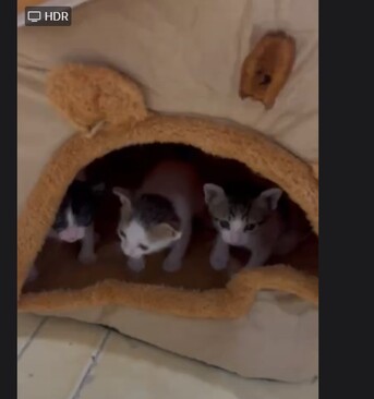 Jeddah, Pet Adoption, 🐾 Three Adorable Female Kittens Looking For A Loving Home 🐾
