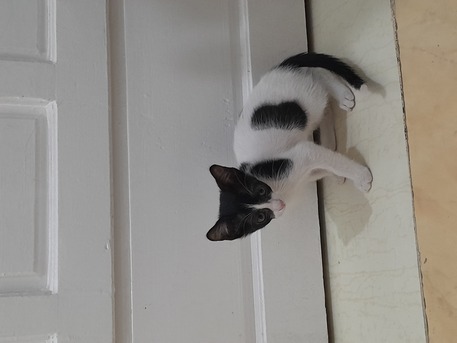 Jeddah, Pet Adoption, 🐾 Three Adorable Female Kittens Looking For A Loving Home 🐾