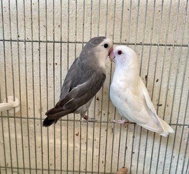 Jeddah, Pet Adoption, Healthy And Beautiful Pet Birds Available