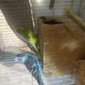 Healthy And Beautiful Pet Birds Available