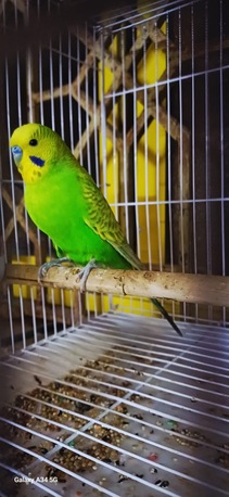 Jeddah, Pet Adoption, Healthy And Beautiful Pet Birds Available
