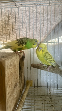 Jeddah, Pet Adoption, Healthy And Beautiful Pet Birds Available
