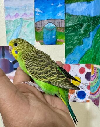 Jeddah, Pet Adoption, Healthy And Beautiful Pet Birds Available