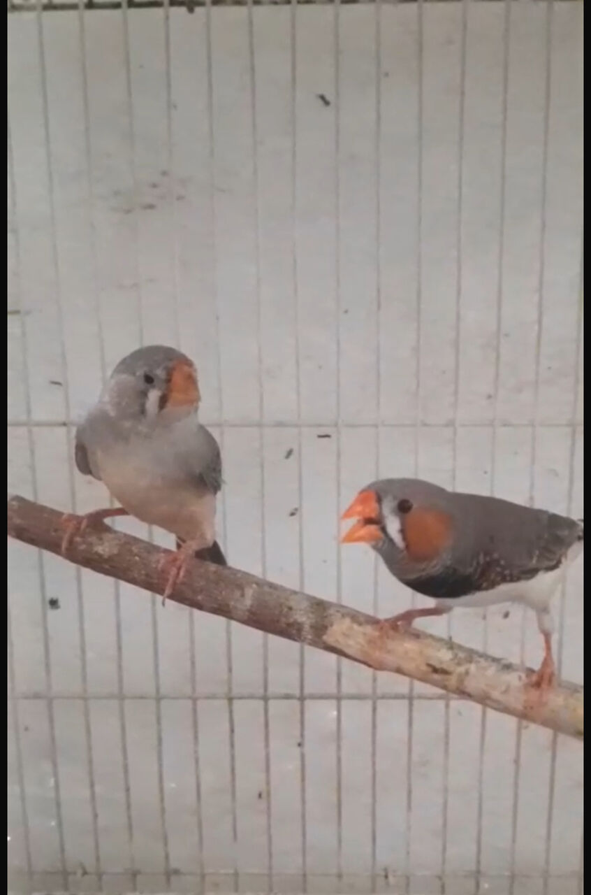 Jeddah, Pet Adoption, Healthy And Beautiful Pet Birds Available