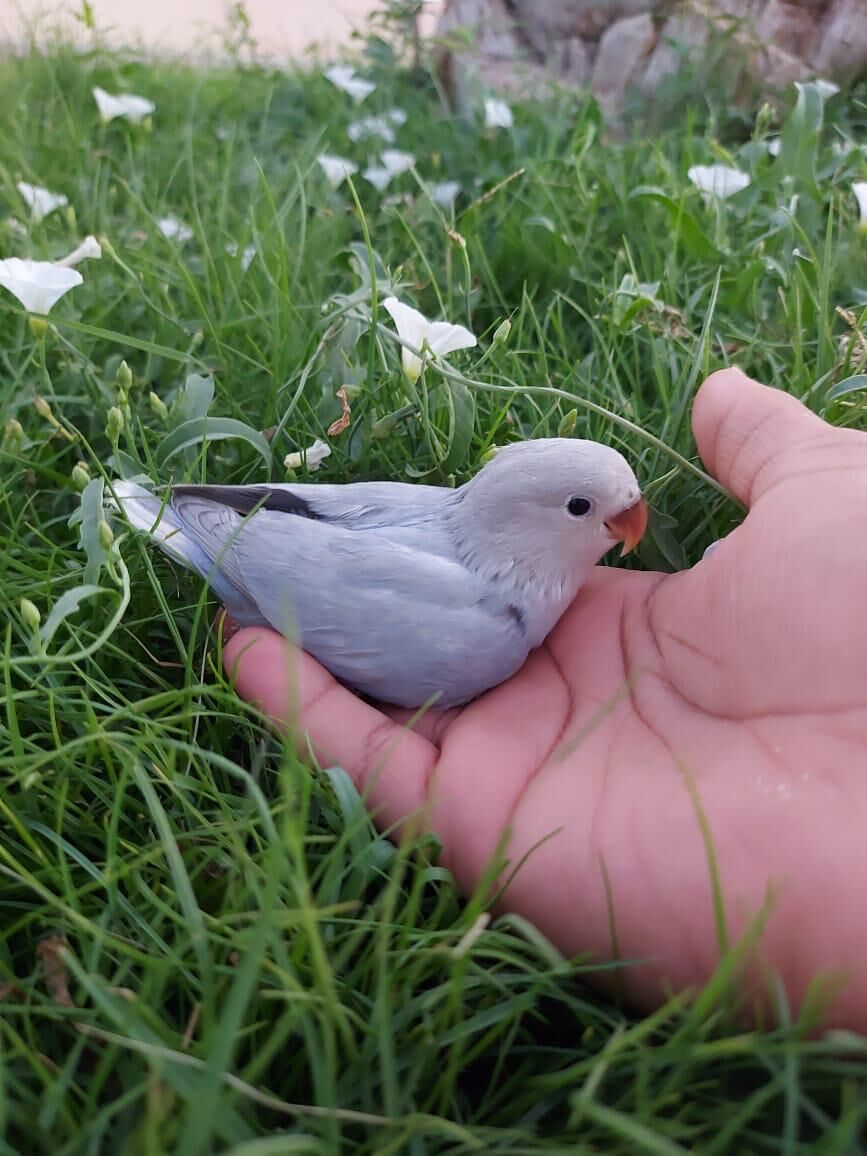 Jeddah, Pet Adoption, Healthy And Beautiful Pet Birds Available