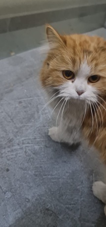 Dammam, Pet Supplies, PERSIAN CAT For Adoption