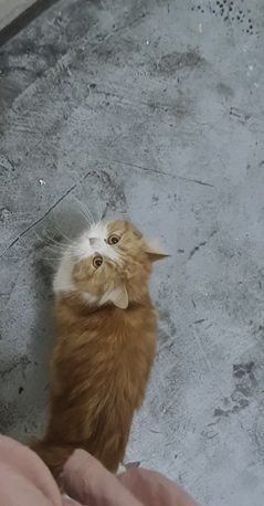 Dammam, Pet Supplies, PERSIAN CAT For Adoption