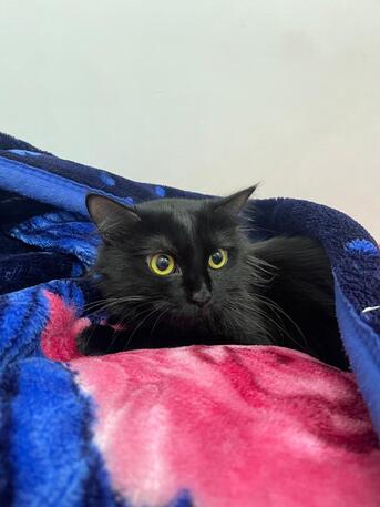 Khobar, Pet Supplies, Cat Free Adoption