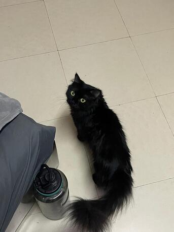 Khobar, Pet Supplies, Cat Free Adoption