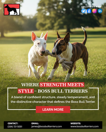 Houston, Pet Sitting, Brindle Bull Terriers Available