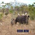 10 Day Kenya Holiday Safari With Great Nature Expeditions
