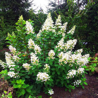 New York, Farm & Garden, USD 49,  Pee Wee Oakleaf Hydrangea Flowering Shrubs For Shade
