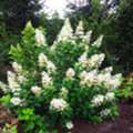 USD 49,  Pee Wee Oakleaf Hydrangea Flowering Shrubs For Shade