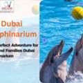 Enjoy Amazing Dolphin Show Dubai At Creek Park Dolphinarium