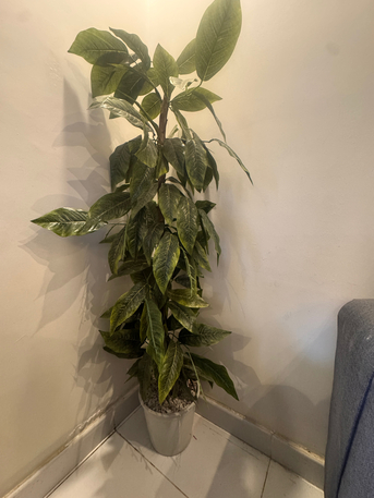 Jeddah, Free Items, SAR 1,  House Hold Items