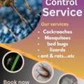 Pest Control Services