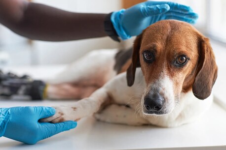 New Delhi, Health, Is Goat Milk Good For Dog Fur?