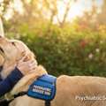 Get Expert Guidance For Psychiatric Service Dog Training By Maureen Keene