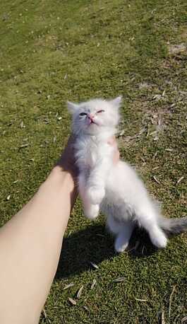 Riyadh, Pet Supplies, SAR 1,  Kittens For Adoption Himalayan, Scottish, Siamese