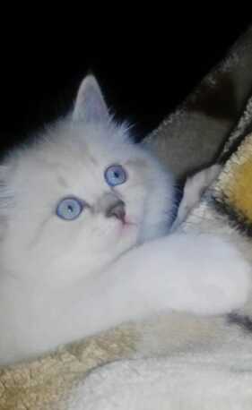 Riyadh, Pet Supplies, SAR 1,  Kittens For Adoption Himalayan, Scottish, Siamese