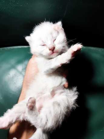 Riyadh, Pet Supplies, SAR 1,  Kittens For Adoption Himalayan, Scottish, Siamese