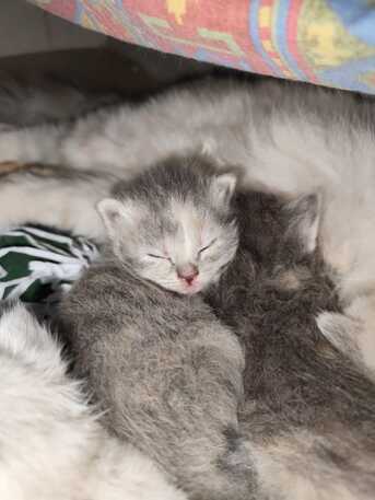Riyadh, Pet Supplies, SAR 1,  Kittens For Adoption Himalayan, Scottish, Siamese