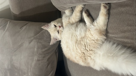 Al Andalus, Pet Supplies, Pet Adoption - Persian Female Cat 1 Year