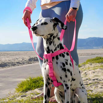 Sydney, Pet Sitting, Adelaide Dog Social Adventures | Group Outdoor Fun