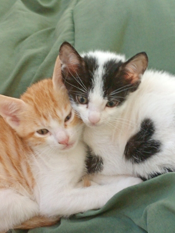 Salmabad, Temp Jobs, 3 Month Old Kitten