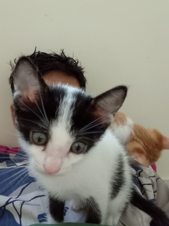 Salmabad, Temp Jobs, 3 Month Old Kitten