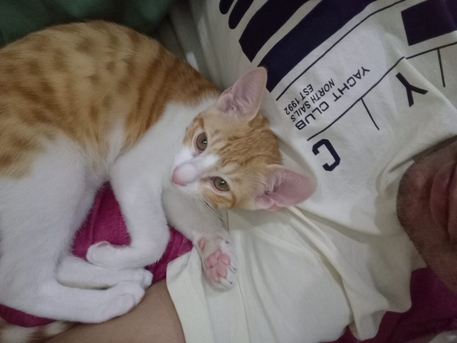 Salmabad, Temp Jobs, 3 Month Old Kitten