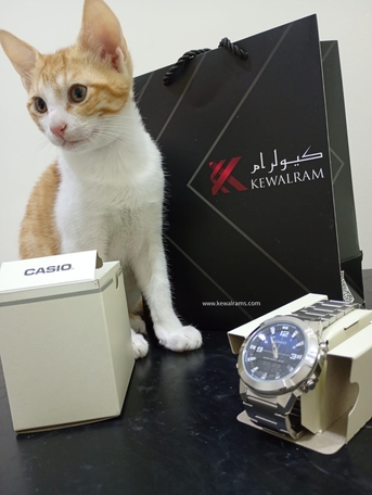 Salmabad, Temp Jobs, 3 Month Old Kitten