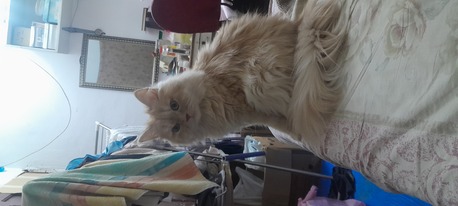 Dammam, Pet Supplies, SAR 3000,  Persian Female Cat Age Around 1 Year