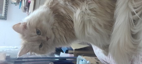 Dammam, Pet Supplies, SAR 3000,  Persian Female Cat Age Around 1 Year