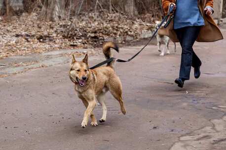New Delhi, Pet Sitting, Dog Walking Services In Delhi