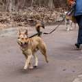 Dog Walking Services In Delhi